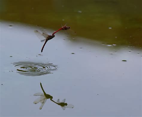 蜻蜓点水|蜻蜓点水的解释